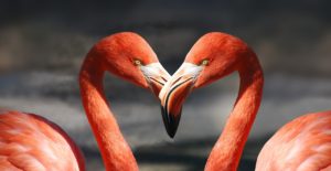 flamingo, valentine, heart-600205.jpg